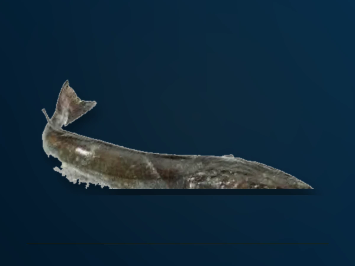 Хек